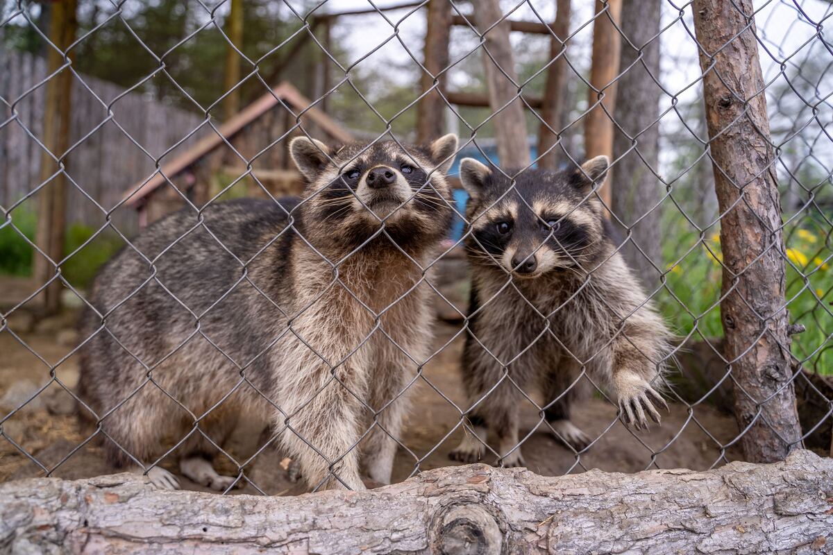 Wildlife Trapping