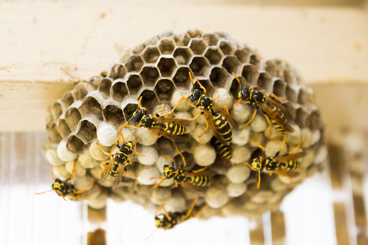 Bee & Wasp Removal